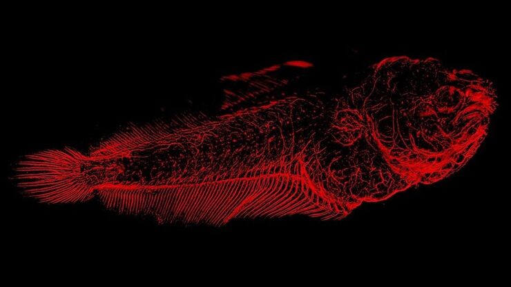 Solea senegalensis larvae nervous system, max projection of a tile scan of 6 fields x 33 planes. Parallax correction and tiling performed in LAS X after deconvolution with Huygens professional. Courtesy of Dr. Marco A. Campinho, CCMAR - Centre for Marine Sciences, Universidade do Algarve, Portugal.