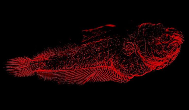 Solea senegalensis larvae nervous system, max projection of a tile scan of 6 fields x 33 planes. Parallax correction and tiling performed in LAS X after deconvolution with Huygens professional. Courtesy of Dr. Marco A. Campinho, CCMAR - Centre for Marine Sciences, Universidade do Algarve, Portugal.