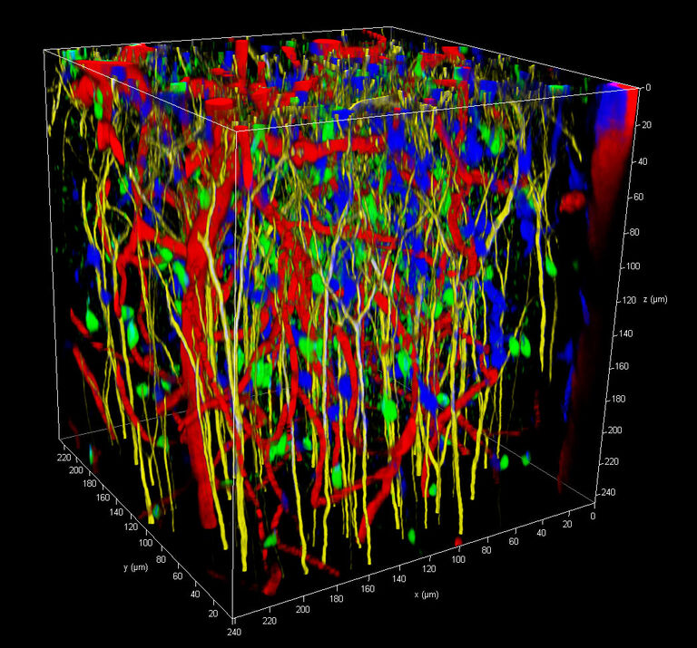 Corteza cerebral de ratón vivo con neuronas (GFP, en verde) y microglía (YFP, en amarillo) marcadas genéticamente, astrocitos etiquetados con Sulforhodamina (en azul) y el vaso sanguíneo teñido por inyección de Alexa680-Dextran en la vena de la cola (en rojo). El volumen total es de aproximadamente 250 x 250 x 250 µm. Muestra cortesía de LMF en DZNE Bonn, Alemania.