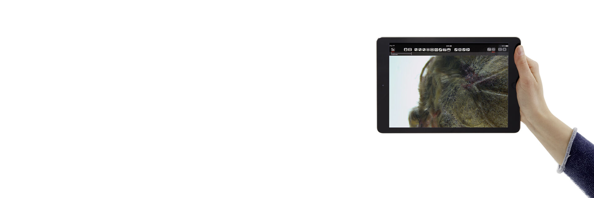Leica EZ4 Wi-Fi Moth Image in Tablet