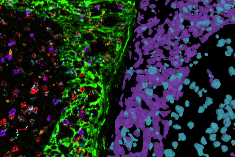 Tissu d’amygdale humaine multiplexé marqué avec un panel de 8  sondes OPAL et DAPI acquis sur un système STELLARIS. Segmentation cellulaire réalisée avec Aivia 14.