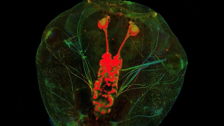 Optic nerve regeneration in the Xenopus laevis tadpole.