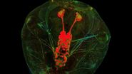 Optic nerve regeneration in the Xenopus laevis tadpole.