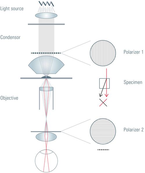 Fig. 1: Principles of a polarization microscope: The unpolarized light is polarized by polarizer 1. After passage through polarizer 1, the light is focused on the specimen by the condenser. If the specimen is birefringent or contains birefringent structures, the polarization plane of a portion of the light will be twisted by 90° (symbolized by the red lines in the sketch). The image of the specimen is magnified by the objective and hits polarizer 2. If polarizer 2 is twisted by 90° compared to polarizer 1 (the so called "dark position"), only light with a change in polarization after passing through the birefringent specimen is able to reach the eyepieces or camera and can be seen by the observer. Thus, only structures which change the polarization of the light are visible.